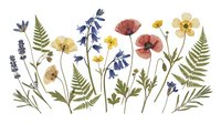 Pressed wildflowers and ferns isolated on white background, ready for botanical design, scrapbooking, wedding invitations, and craft projects.