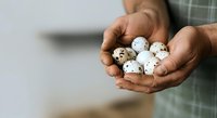 Farmer holding fresh quail eggs in hands, agricultural produce and organic food concept for farming, poultry, and nutrition.
