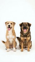 Two happy mixed breed dogs sitting together with tongues out on white background, isolated for pet care and adoption marketing materials.