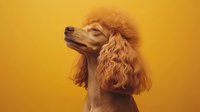 Elegant apricot standard poodle with groomed fur against vibrant yellow background, showcasing proud profile pose for pet photography.
