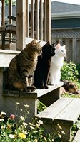 Three domestic cats, including a tabby, black, and white feline, sit together on a wooden deck step in a residential backyard garden setting with flowers and house architecture visible.