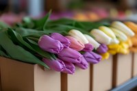 Fresh colorful tulips in wooden boxes at flower market display. Spring blooms arrangement for florist shop, garden center retail business.