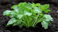 Young green parsley plant growing in rich dark soil, showing fresh leaves and healthy foliage in garden bed, macro photography for gardening and culinary concepts.