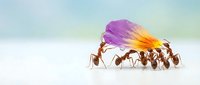 Group of ants carrying colorful flower petal together on white surface demonstrating teamwork and cooperation in nature for business concepts.