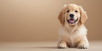 Adorable Golden Retriever puppy with cream-colored fur lying down on beige background, looking up with happy expression and tongue out, studio portrait.