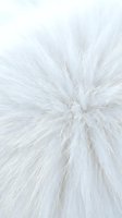 White fluffy fur texture with soft fibers radiating from center creating natural animal coat pattern for luxury fashion and textile design projects.