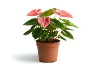 Pink Anthurium plant with heart-shaped leaves growing in terracotta pot, isolated on white background for home decor and interior design.