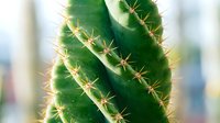Green columnar cactus with golden spines in soft natural light, succulent plant for home decor and botanical design projects.