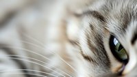 Close-up macro shot of tabby cat face showing green eye, whiskers and striped fur pattern. Shallow depth of field creates soft bokeh background.