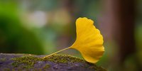 Single golden ginkgo leaf resting on moss-covered stone surface with soft blurred natural background for autumn seasonal design and wellness concepts.