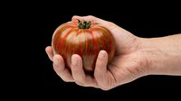 Hand holding a striped heirloom tomato, isolated on transparent background. Ready for stickers, print on demand, T-shirt design, clipart, and sublimation projects.