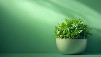 Fresh mint plant growing in white ceramic pot against green wall with soft light, perfect for culinary or home decor concepts.