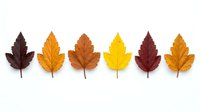 Autumn leaves collection in warm colors arranged in row on white background. Fall foliage display with brown, orange, yellow seasonal leaves for decoration.