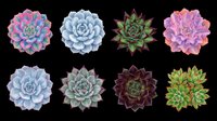 Succulent plants collection featuring eight isolated botanical specimens in various colors including pink, blue, green, and purple tones on transparent background, ready for clipart, t-shirt design, stickers, and print-on-demand projects.