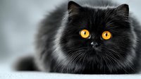 Adorable black Persian kitten with striking golden eyes and fluffy fur sitting indoors. Cute domestic cat portrait for pet care and animal lover concepts.