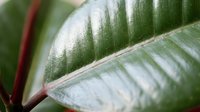 Close-up of glossy green rubber plant leaf with prominent veins and reddish stem, showcasing natural botanical texture and organic patterns.