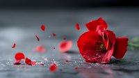 Red rose with scattered petals on dark wet surface, water drops and motion blur create romantic atmosphere. Soft focus artistic macro photography for Valentine's day cards.