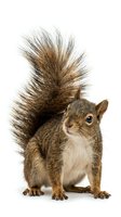 Fluffy squirrel with bushy tail standing upright against white background, displaying brown and gray fur with cream-colored belly, suitable for wildlife and nature projects.