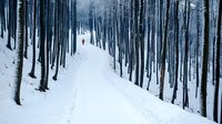 Lone skier descending through misty winter forest on snowy slope, tall dark tree trunks creating dramatic vertical lines in foggy mountain landscape.