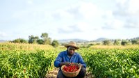 Farmer in blue shirt and straw hat holding basket of ripe tomatoes in green field during harvest season for agricultural and farming industry use.