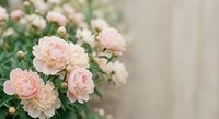 Soft pink roses blooming in garden with blurred background creating romantic floral scene for wedding invitations and feminine design projects.