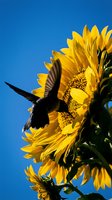 Hummingbird feeding on bright yellow sunflower against clear blue sky, showcasing nature's harmony and pollination process in summer garden setting.
