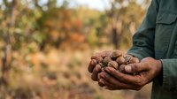 Farmer holding handful of harvested peanuts in palm with crop field blurred in background, agricultural work and harvest concept for farming industry.