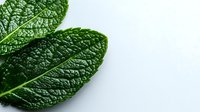 Fresh dark green leaves with prominent veins and textured surface against white background, macro photography showing natural botanical detail. Isolated for design use.