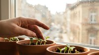 Hand nurturing young green seedlings in small pots on sunny windowsill with urban background. Indoor gardening and plant care concept for sustainable living.