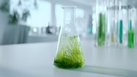 Laboratory flask with green algae culture in modern research facility for biotechnology and environmental science experiments.