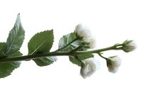 Delicate white rose branch with green leaves and buds isolated on pure white background, suitable for wedding designs and romantic compositions.