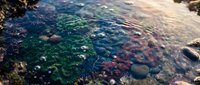 Colorful tide pool ecosystem with vibrant marine life, seaweed, and rocky formations creating natural underwater habitat for ocean conservation concepts.