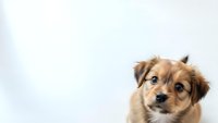 Adorable golden brown puppy with fluffy ears looking curiously at camera on clean white background for pet care and animal lover designs.