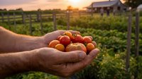 Farmer hands holding fresh harvested cherry tomatoes at sunset on a rural farm, showcasing organic agriculture and homegrown produce.