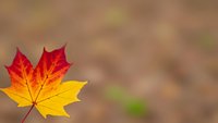 Vibrant autumn maple leaf with red, orange and yellow colors against soft blurred natural background. Seasonal fall foliage concept for nature designs.