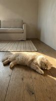 Orange tabby cat sleeping peacefully on wooden floor in sunlit living room with beige sofa and natural jute rug creating cozy home atmosphere.
