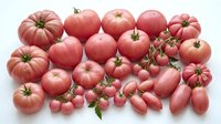 Fresh pink and red heirloom tomatoes collection with cherry tomatoes on vine, organic vegetables isolated on white background for healthy cooking.