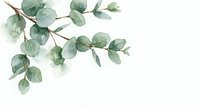 Watercolor eucalyptus branch with green leaves on white background, botanical illustration for wedding invitations, home decor and natural design projects.