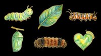 Watercolor caterpillars, leaf, chrysalis, and heart clipart set isolated on transparent background, ready for t-shirt design, stickers, print on demand, and sublimation.