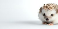 Adorable African pygmy hedgehog on white background, close-up portrait showing spiky quills and cute black eyes. Isolated pet photography for design projects.