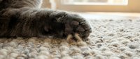 Gray tabby cat's paw resting on beige carpet, close-up detail shot showing fur texture and claws for pet care, feline behavior, and home interior content.
