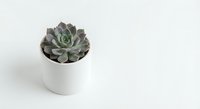 Small succulent plant in white ceramic pot on clean white background for home decor and gardening projects.