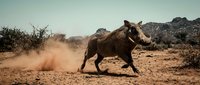 Wild warthog running through dusty African savanna landscape kicking up dirt cloud in natural habitat during golden hour wildlife photography.