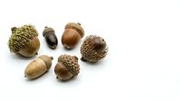 Assorted acorns with caps isolated on white background, ready for autumn design projects, educational materials, and seasonal decorative applications.