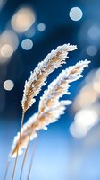 Frost covered reed grass against deep blue winter sky with soft bokeh lights. Delicate ice crystals form on dried plant stems creating magical natural macro scene.