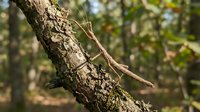 Brown lizard camouflaged on tree bark in natural forest habitat displaying adaptive coloration and wildlife behavior in outdoor environment.