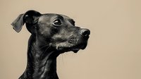 Black Italian Greyhound dog head profile portrait against beige background. Elegant purebred canine with distinctive long neck and pointed features shows alert expression.