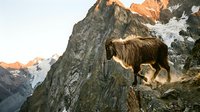 Wild mountain goat standing on rocky cliff edge with dramatic alpine peaks and glaciers in background during golden hour sunrise light.