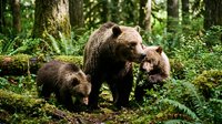 Brown bear mother with two cubs walking through lush forest with moss-covered logs and green vegetation. Wildlife family in natural habitat.