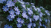 Purple clematis flowers blooming on green vine creating natural floral backdrop for garden landscaping and botanical photography projects.